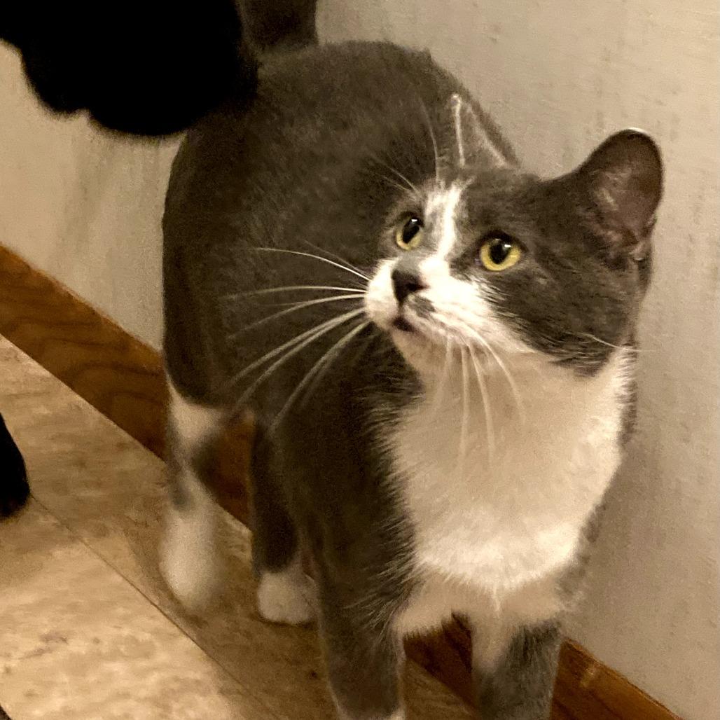 Enlarge Everlayne, a Adoptable mixed breed in Grand Rapids, MN image 5/6