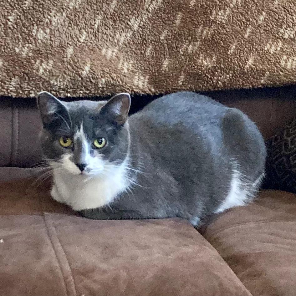 Enlarge Everlayne, a Adoptable mixed breed in Grand Rapids, MN image 6/6