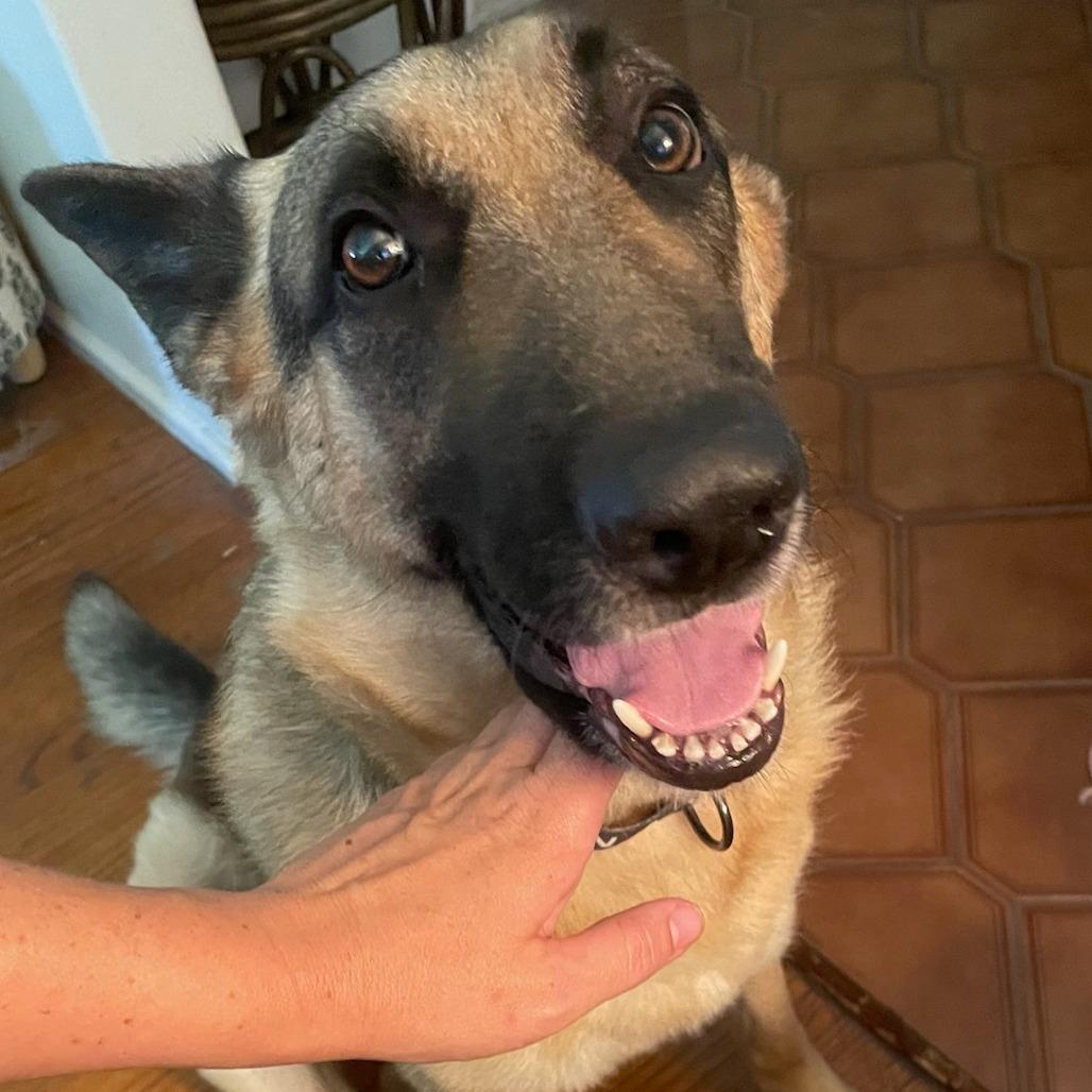 Jackson, Adoptable, Adult Male German Shepherd Dog.