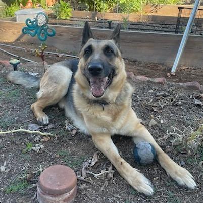 Jackson, a Adoptable German Shepherd Dog in Pasadena, CA image 2/4