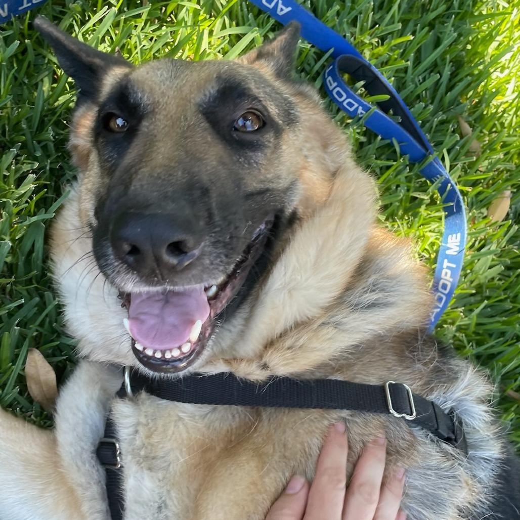 Jackson, a Adoptable German Shepherd Dog in Pasadena, CA image 3/4