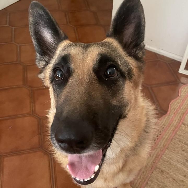 Jackson, a Adoptable German Shepherd Dog in Pasadena, CA image 4/4