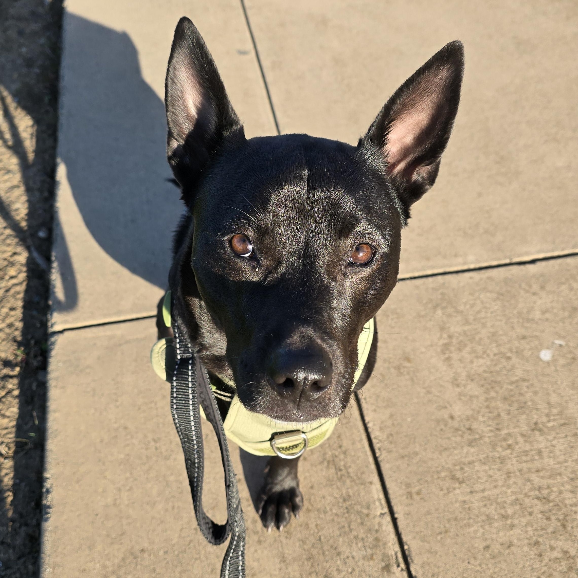 Aspen, Adoptable, Adult Female Pit Bull Terrier & Cattle Dog.