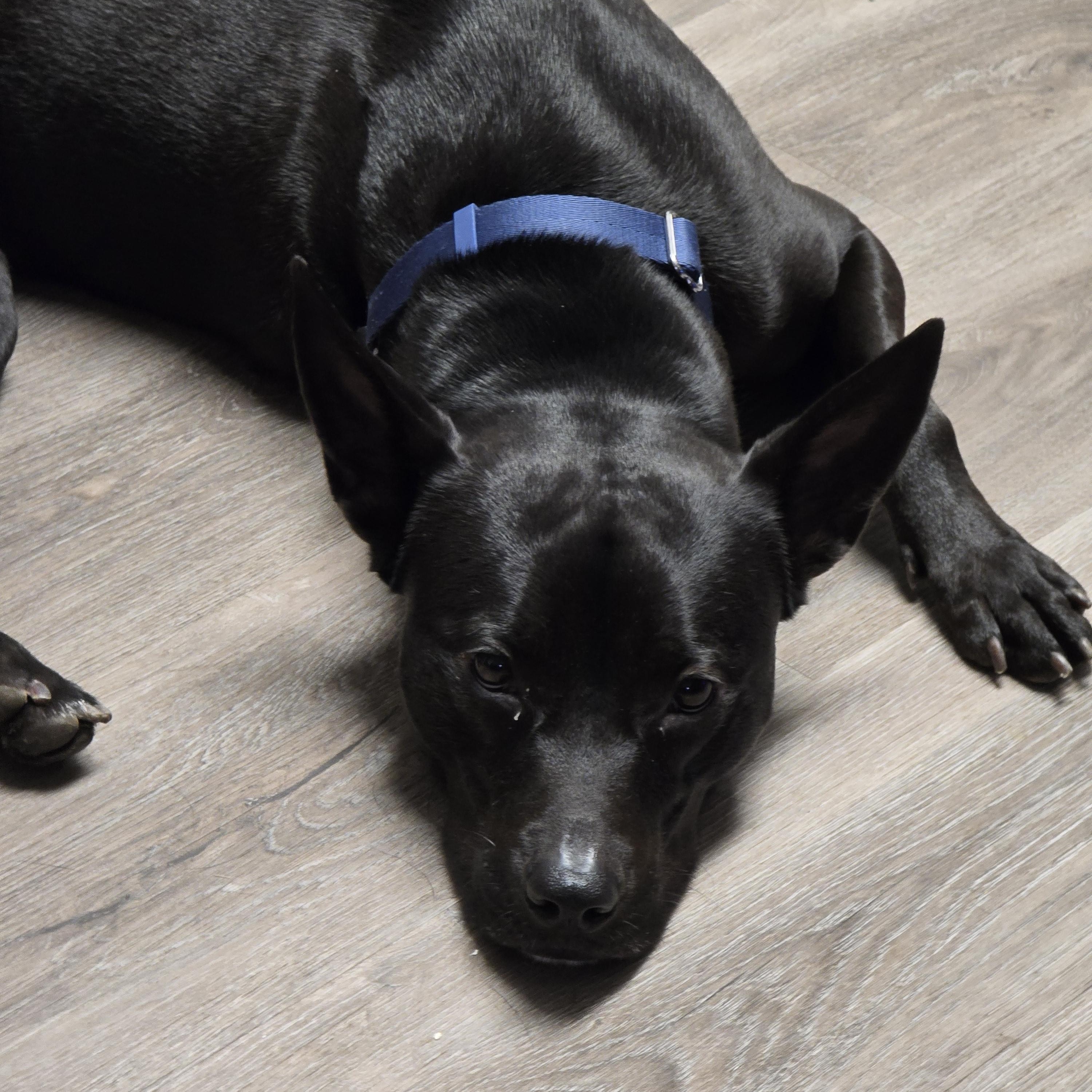 Enlarge Aspen, a Adoptable mixed breed in Fairfield, CA image 3/5