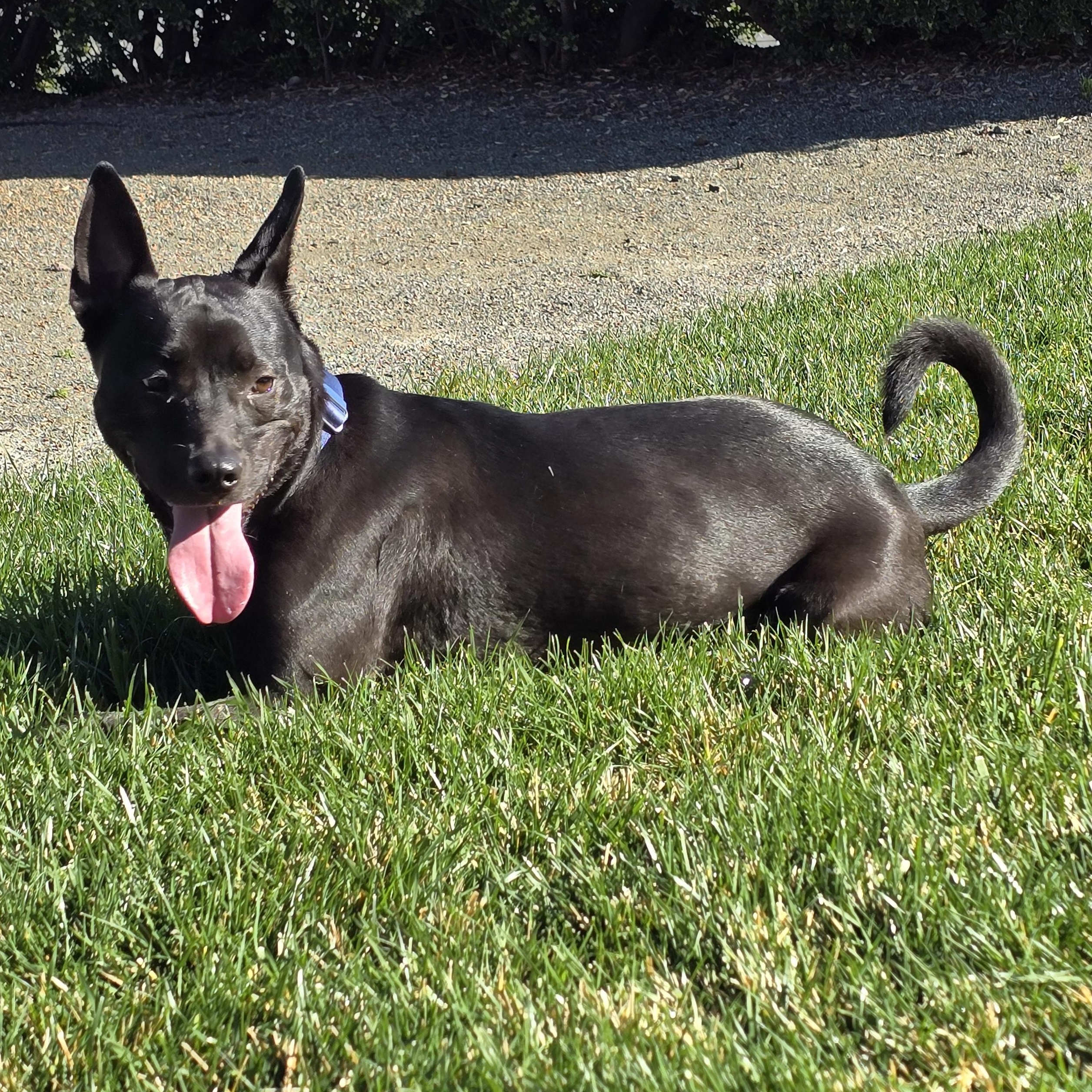 Enlarge Aspen, a Adoptable mixed breed in Fairfield, CA image 2/5