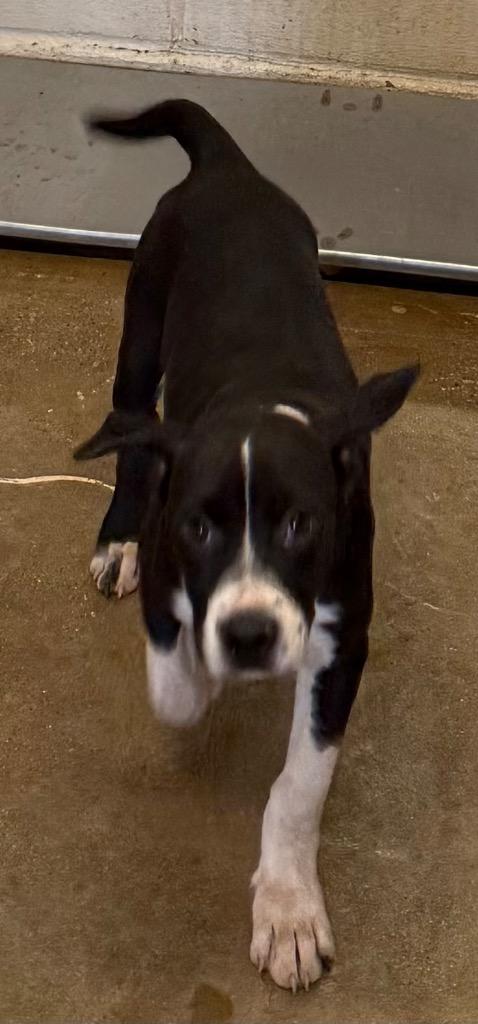 Fidget, Adoptable, Puppy Female Pit Bull Terrier & Mixed Breed.