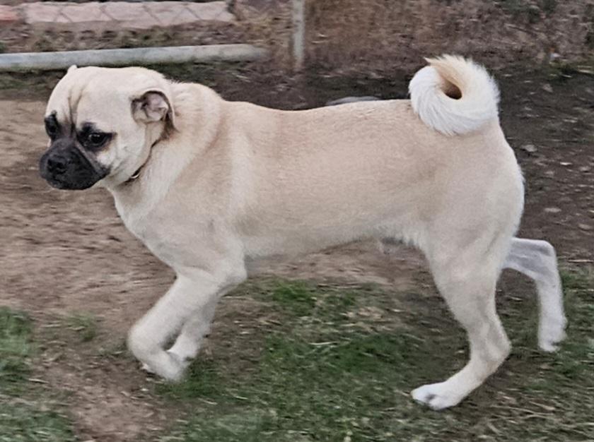 Frank, Adoptable, Adult Male Pug & Beagle.