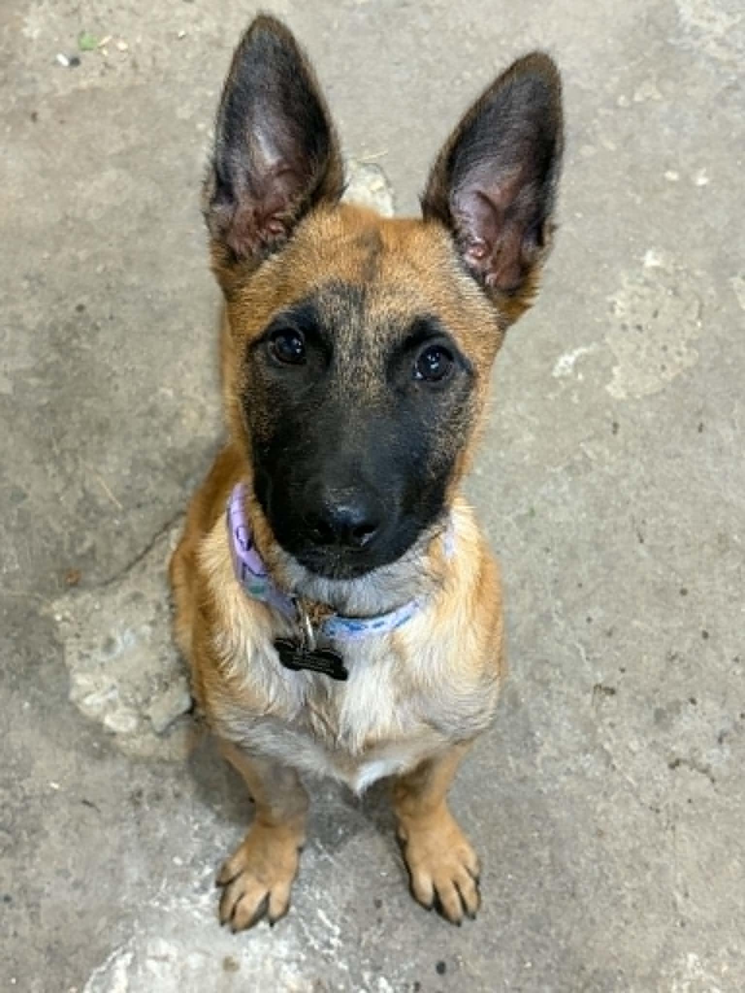 Hilde, Adopted, Puppy Female Belgian Shepherd / Malinois.