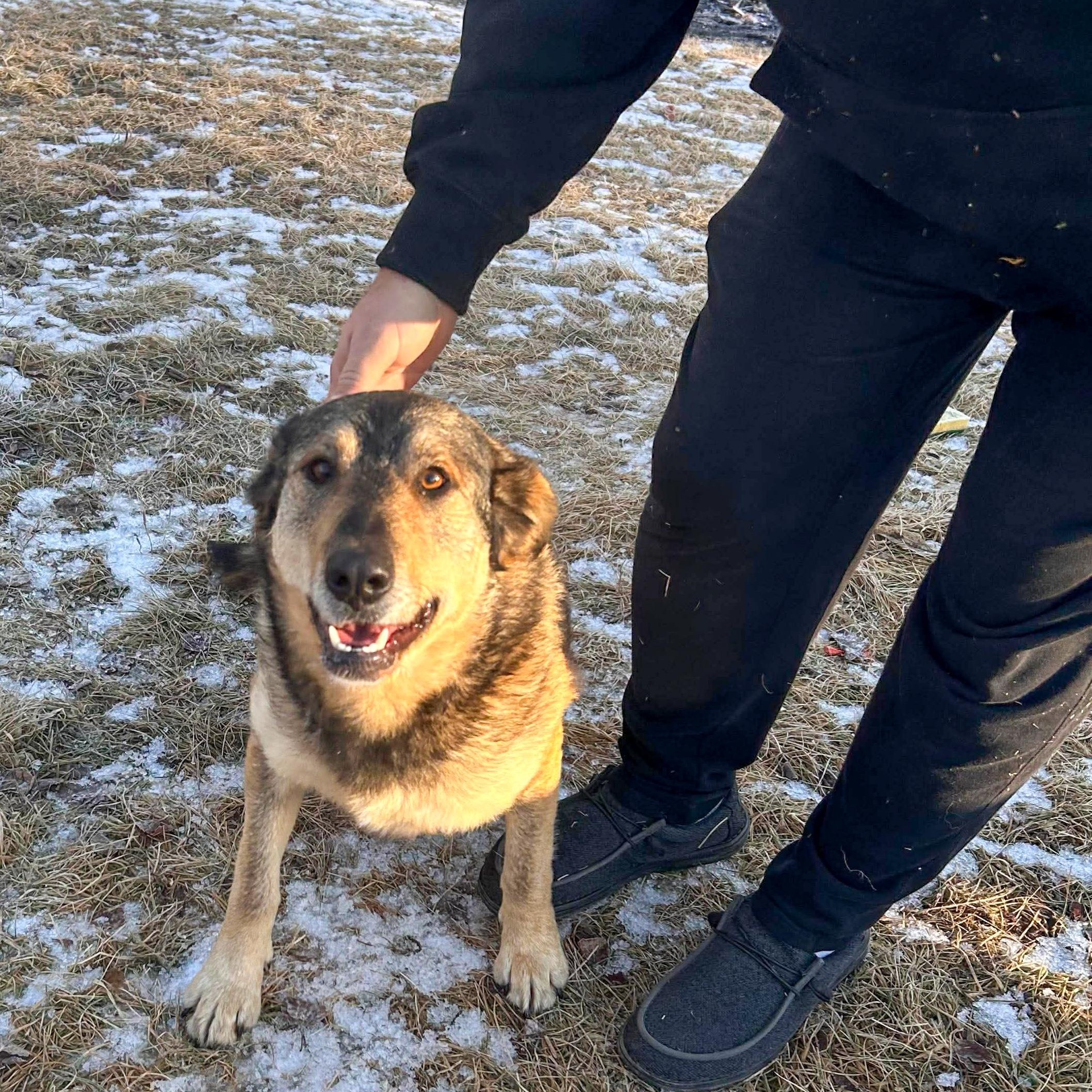 Enlarge Trixie, a Adoptable mixed breed in Edmonton, AB image 3/3