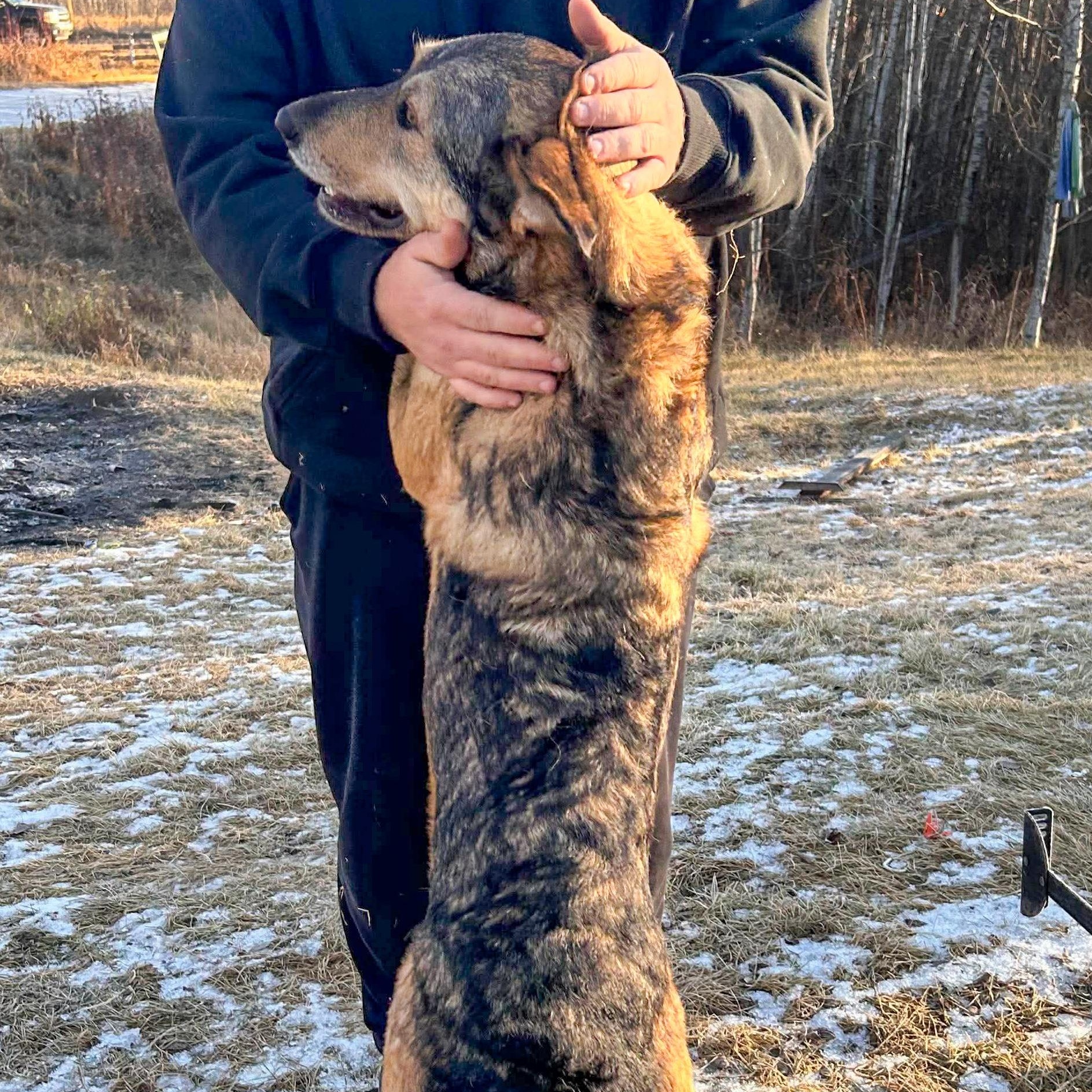 Enlarge Trixie, a Adoptable mixed breed in Edmonton, AB image 2/3