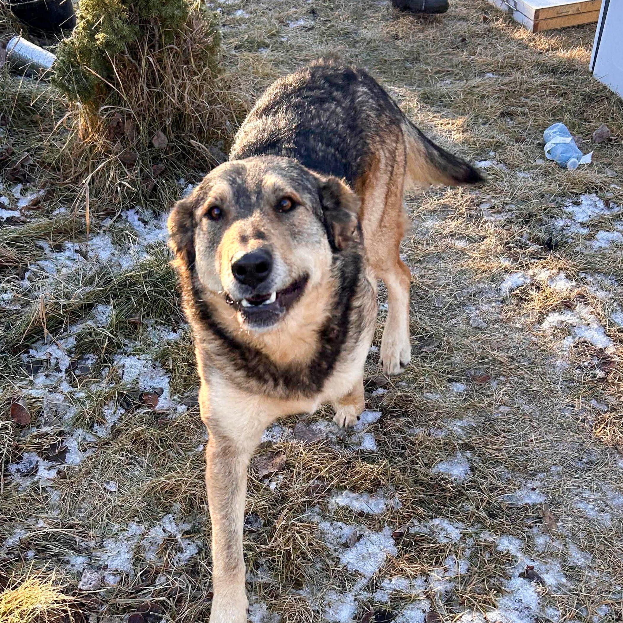 Enlarge Trixie, a Adoptable mixed breed in Edmonton, AB image 1/3