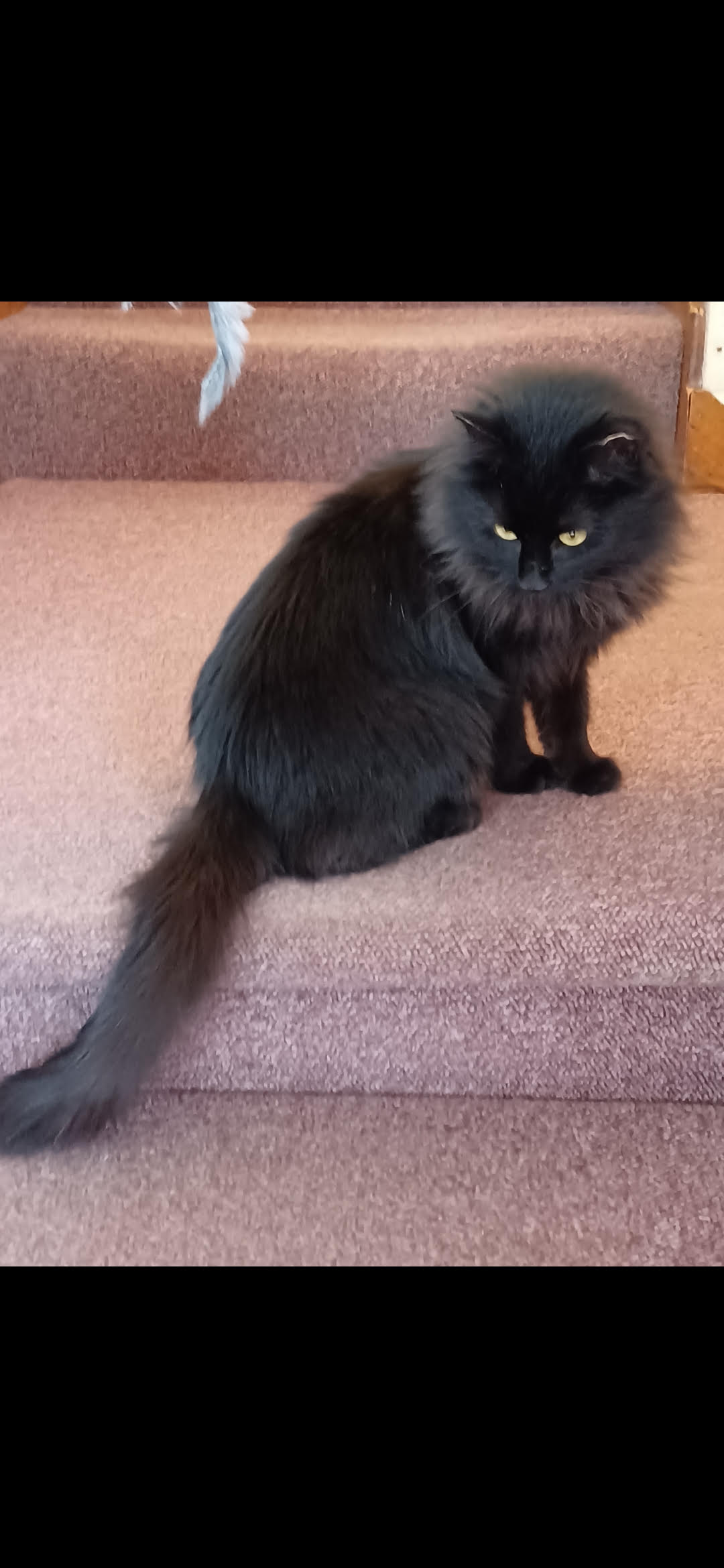 Tortellini, Adoptable, Adult Female Domestic Long Hair.