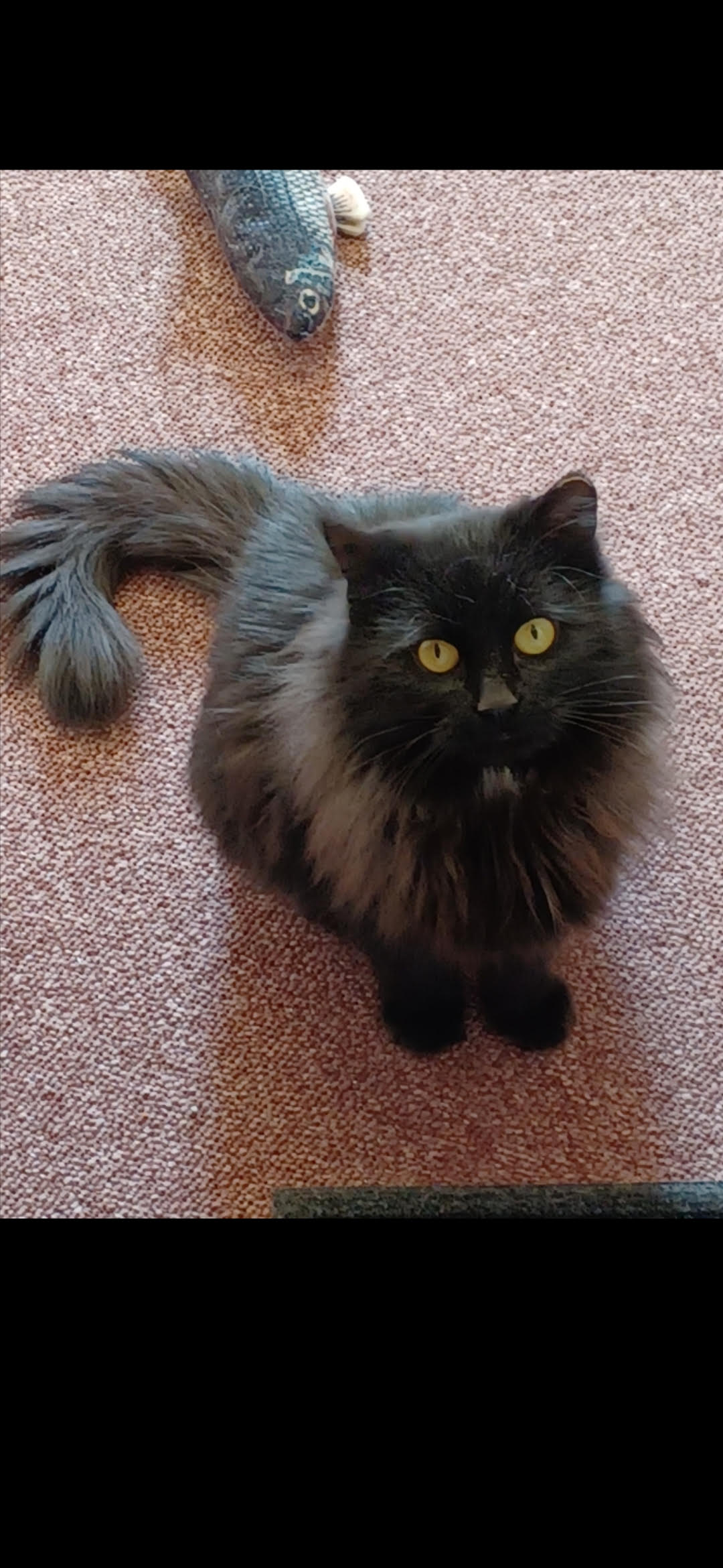 Tortellini, a Adoptable Domestic Long Hair in Rochester, NY image 2/3