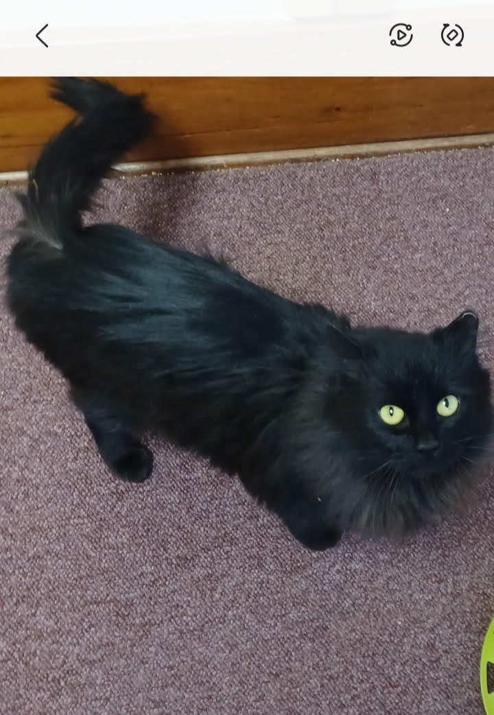 Tortellini, a Adoptable Domestic Long Hair in Rochester, NY image 3/3