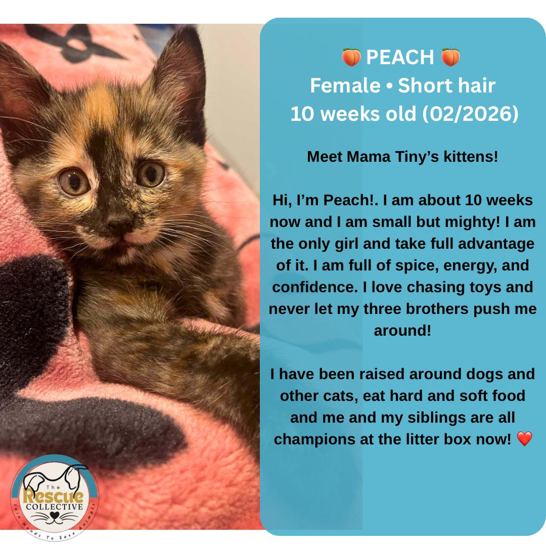 Enlarge Peach, an adopted Domestic Short Hair in Clive, AB image 1/1