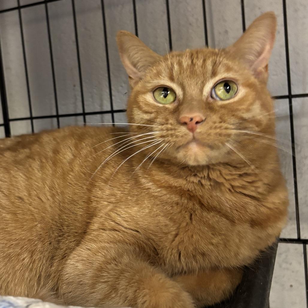 Enlarge Oliver, a Adoptable Domestic Short Hair in Middleburg Heights , OH image 1/4