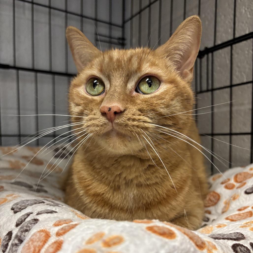 Enlarge Oliver, a Adoptable Domestic Short Hair in Middleburg Heights , OH image 2/4