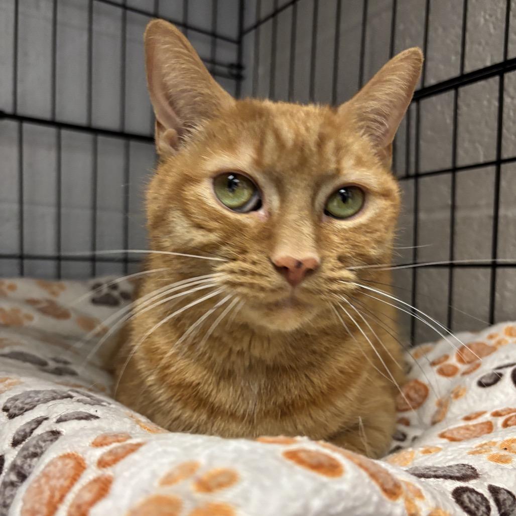 Enlarge Oliver, a Adoptable Domestic Short Hair in Middleburg Heights , OH image 3/4