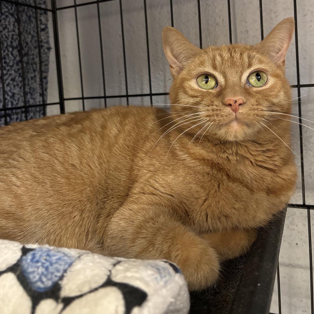 Enlarge Oliver, a Adoptable Domestic Short Hair in Middleburg Heights , OH image 4/4