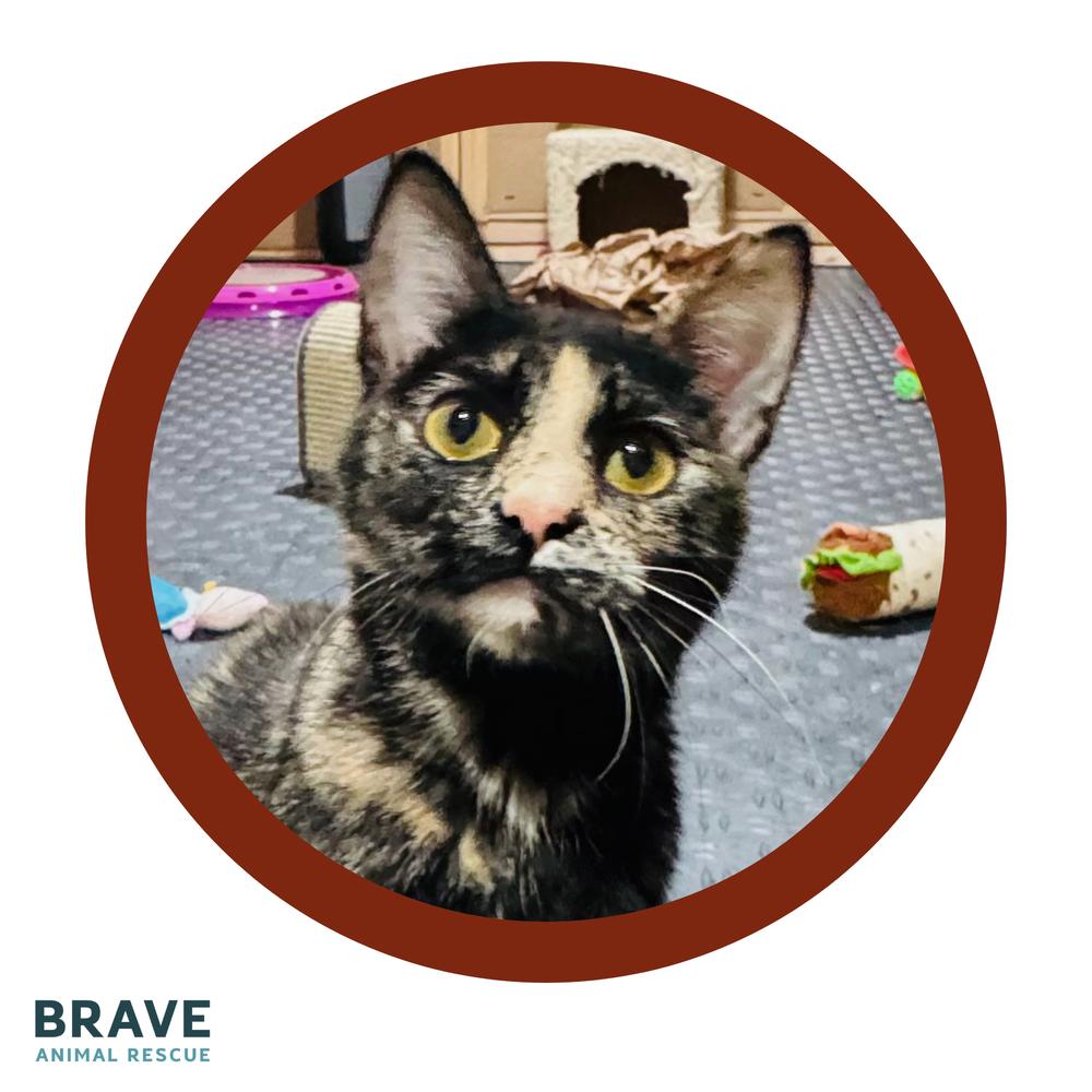 Spring, a Adoptable mixed breed in Lincoln, NE image 1/5