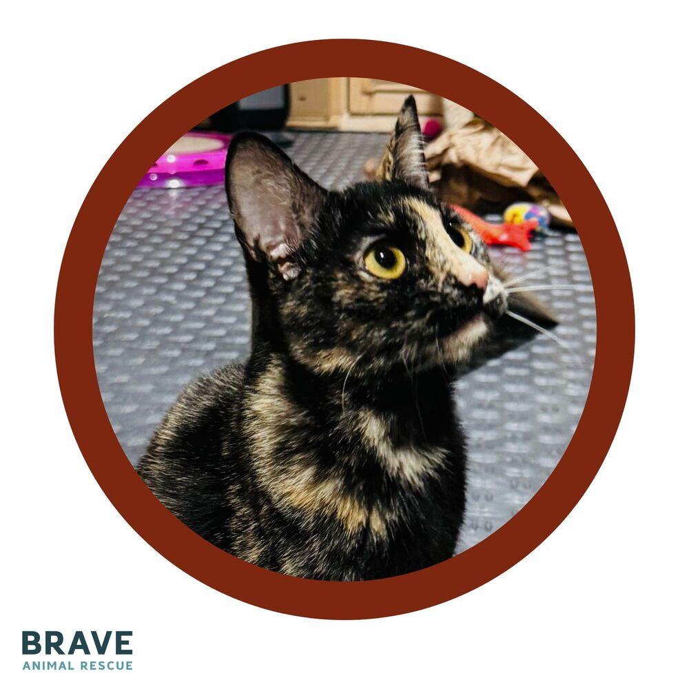 Spring, a Adoptable mixed breed in Lincoln, NE image 2/5