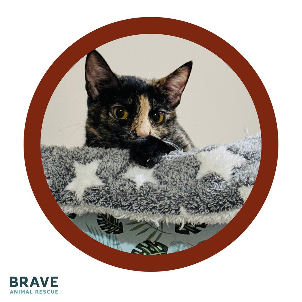Spring, a Adoptable mixed breed in Lincoln, NE image 3/5