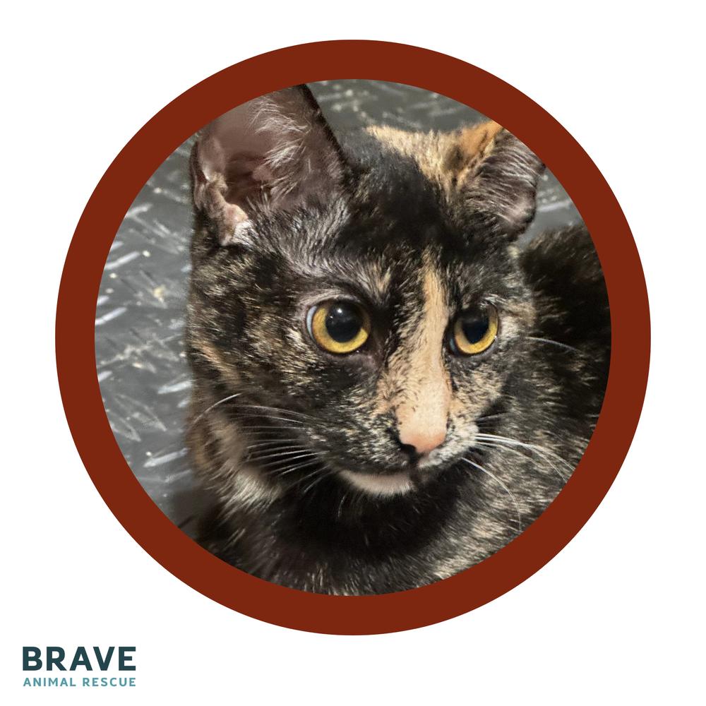 Spring, a Adoptable mixed breed in Lincoln, NE image 4/5