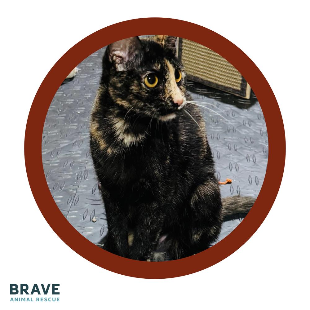 Spring, a Adoptable mixed breed in Lincoln, NE image 5/5