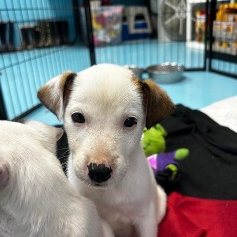 Lacey, Adoptable, Puppy Female Mixed Breed.