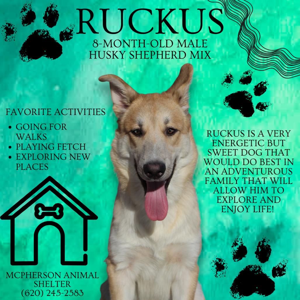 Ruckus, Adoptable, Young Male Mixed Breed.