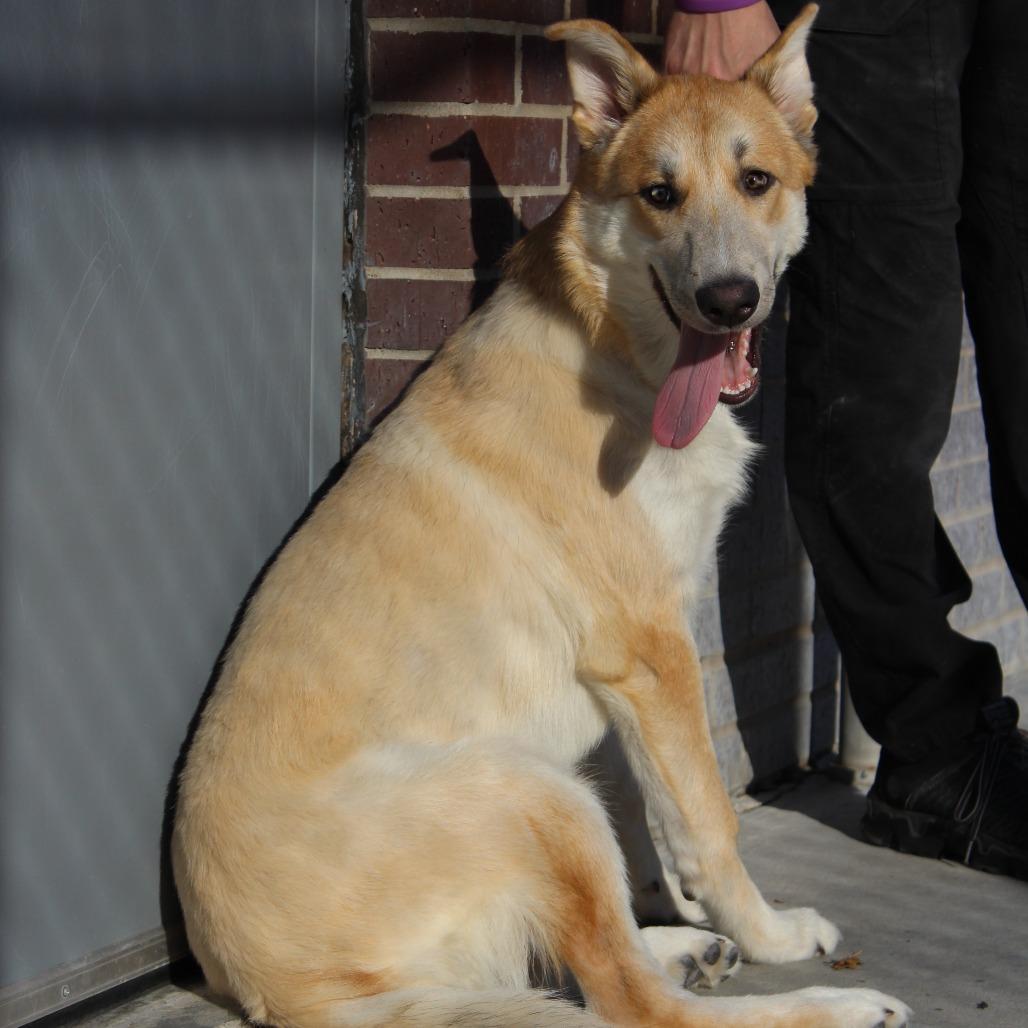 Enlarge Ruckus, a Adoptable Mixed Breed in McPherson, KS image 6/6
