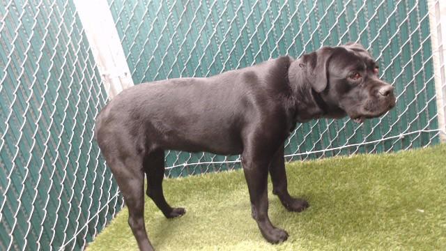 NORMA, Adoptable, Young Female Labrador Retriever.