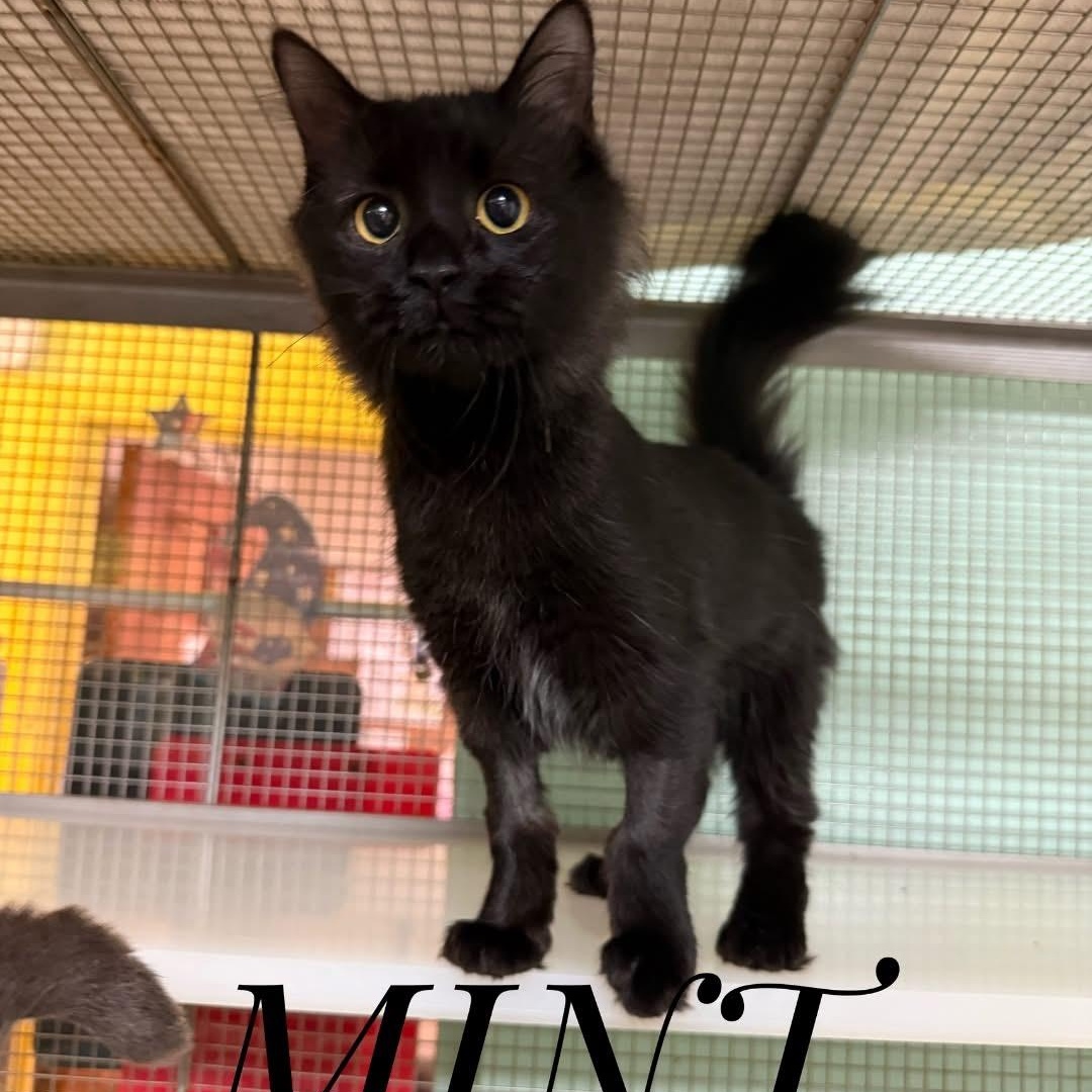 Mint, Adoptable, Young Female Domestic Short Hair.