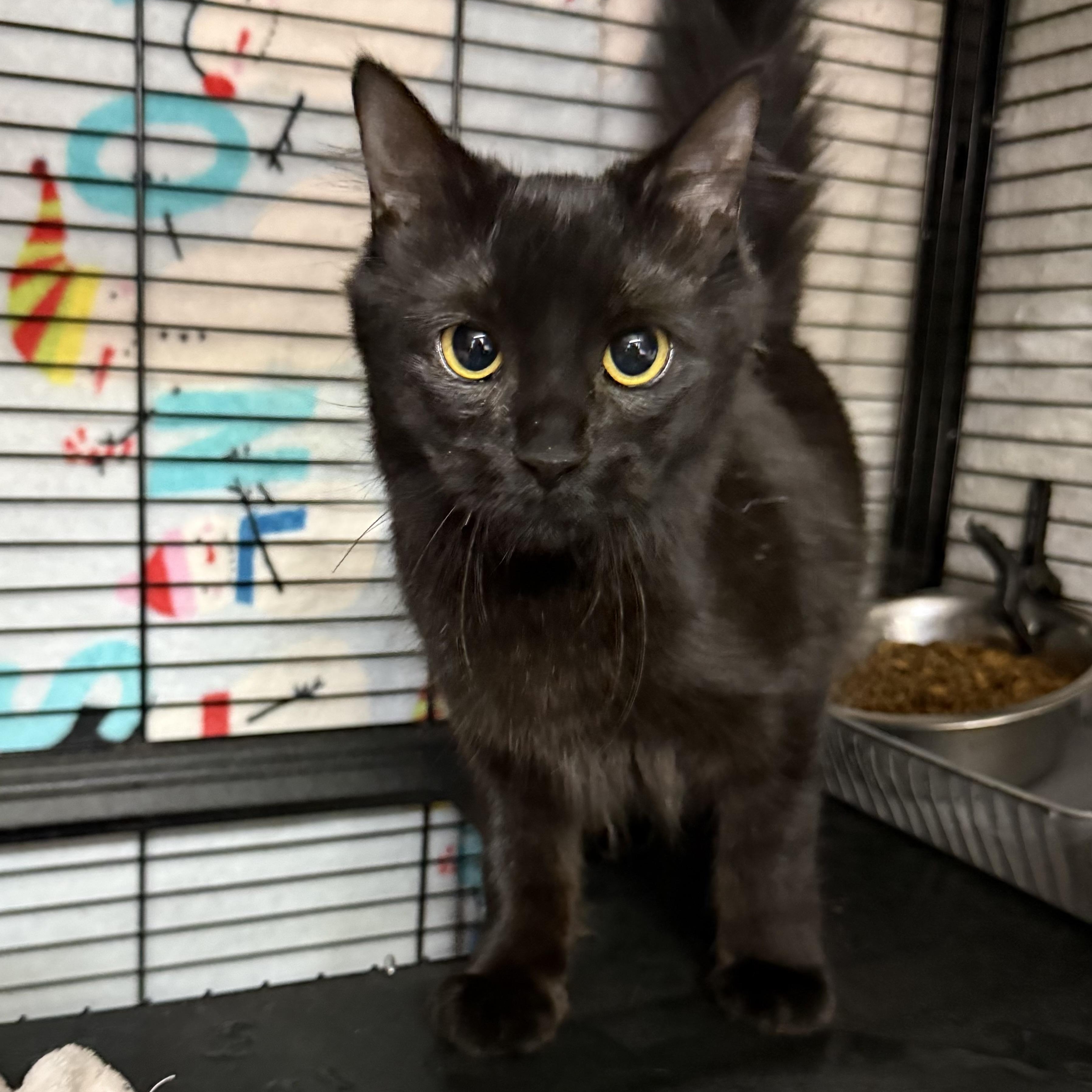 Enlarge Mint, an adopted Domestic Short Hair in Cortland, NY image 1/2