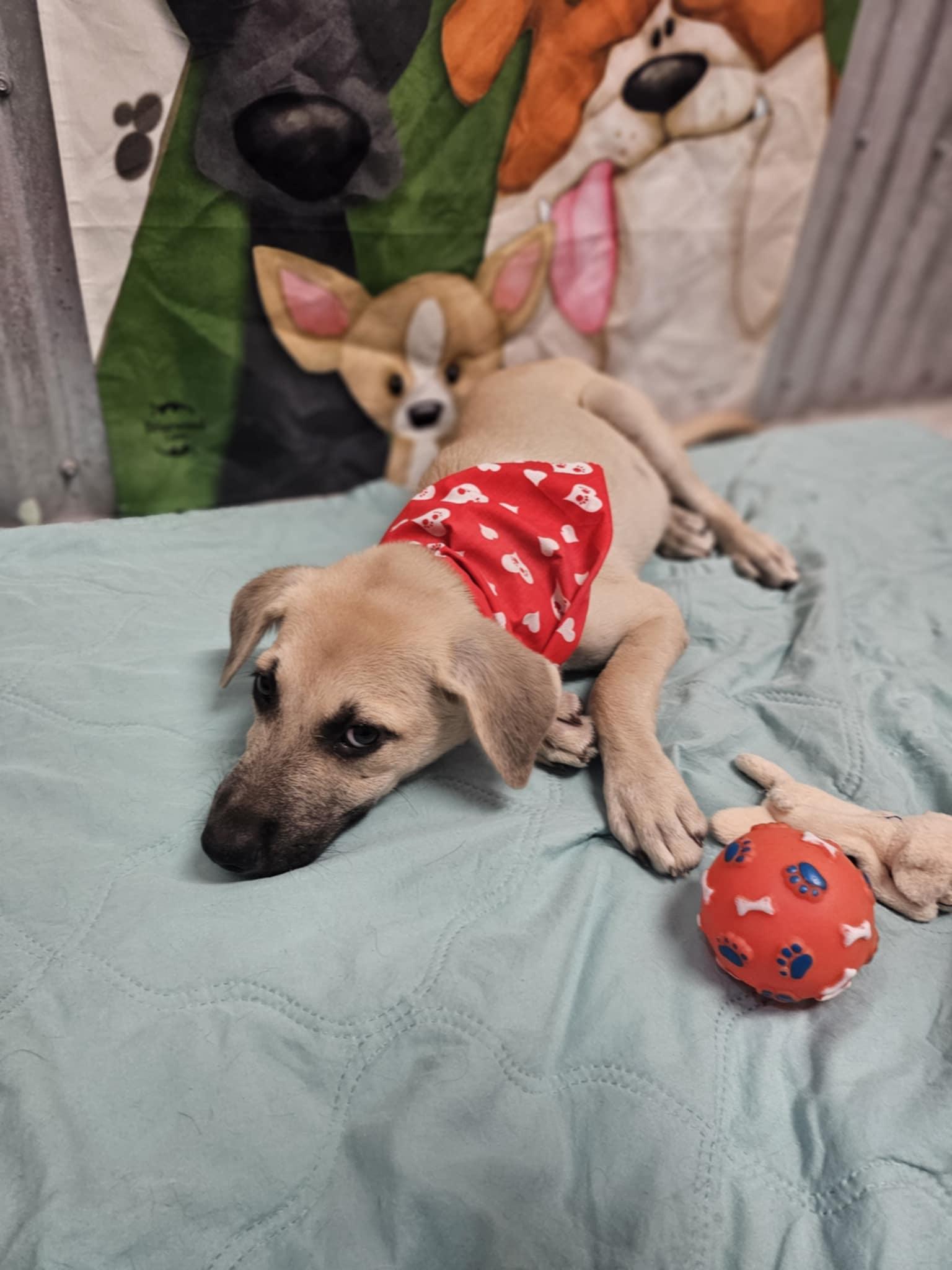 Jovi, Adoptable, Puppy Male Labrador Retriever & Shepherd.