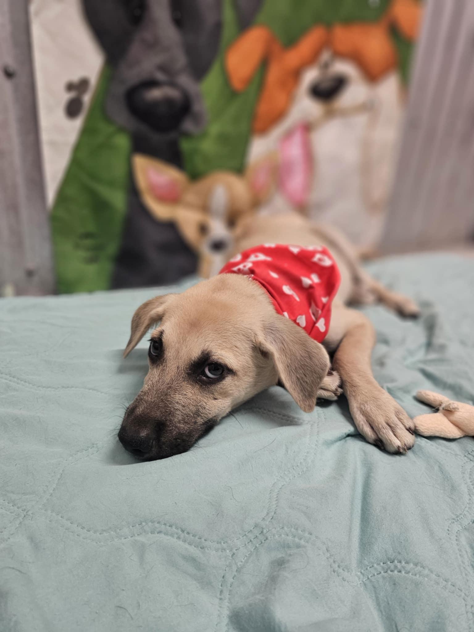 Enlarge Jovi, a Adoptable mixed breed in COVINGTON, WA image 4/5