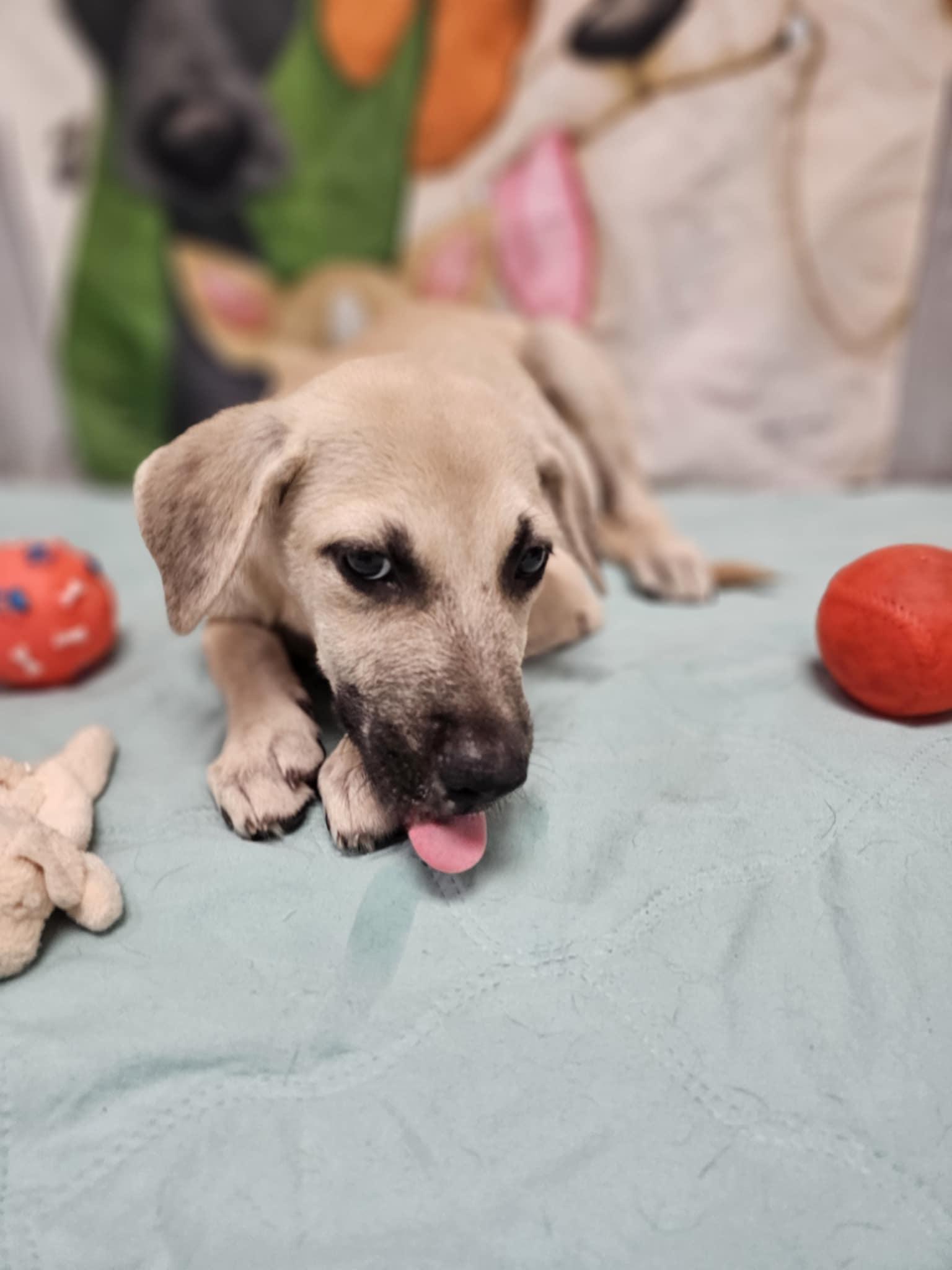 Enlarge Jovi, a Adoptable mixed breed in COVINGTON, WA image 1/5