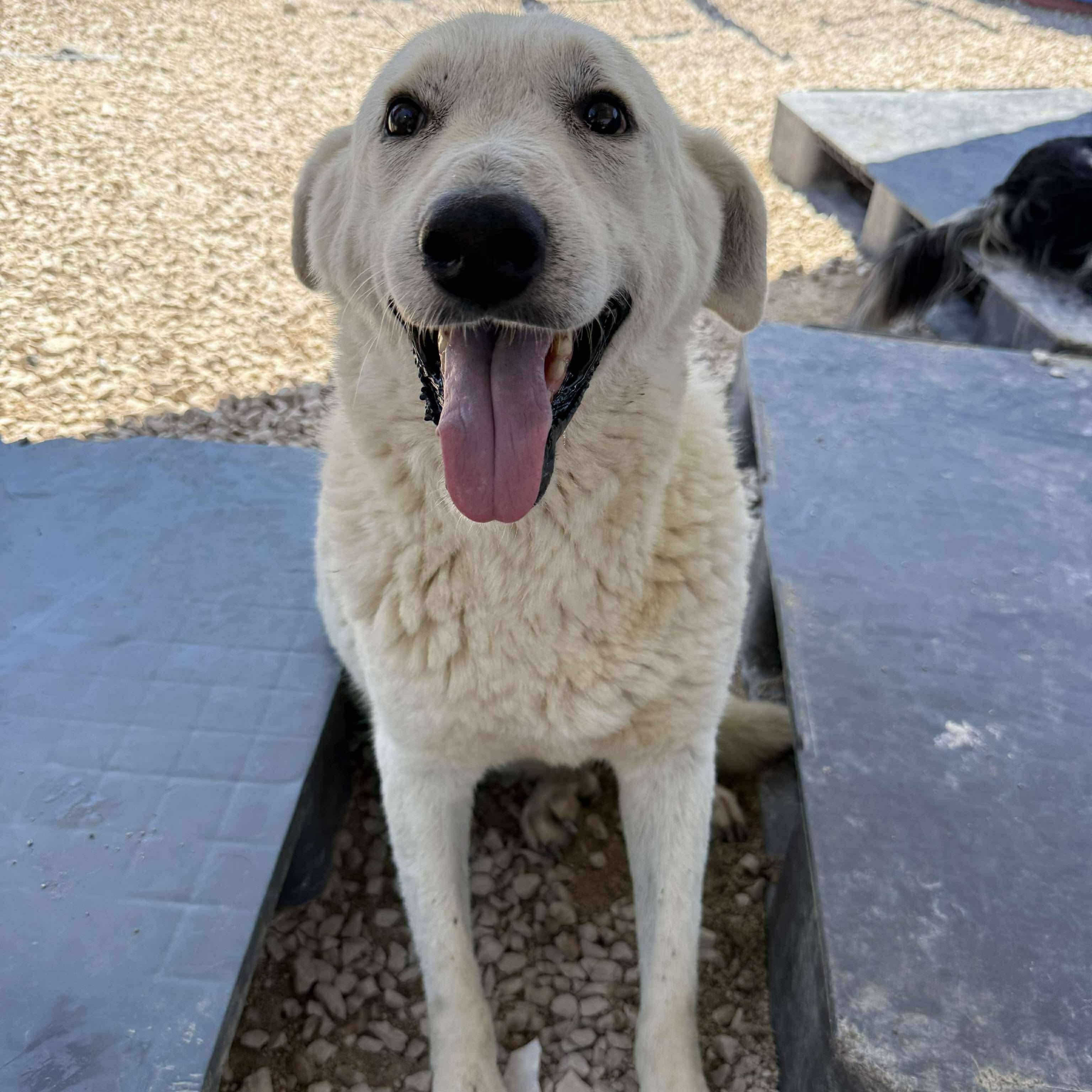 Siren, an adoptable mixed breed in Charlotte, NC image 4/6