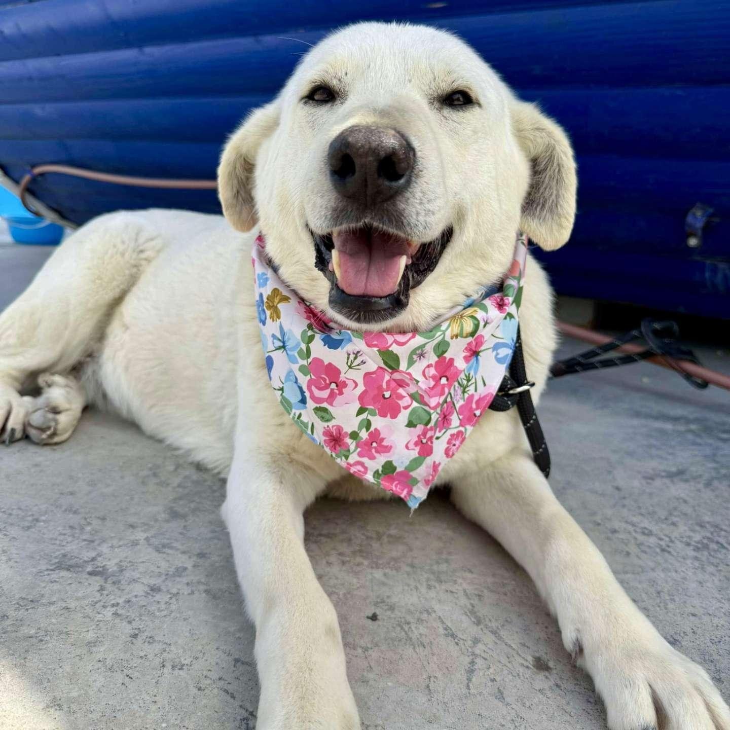 Siren, an adoptable mixed breed in Charlotte, NC image 2/6