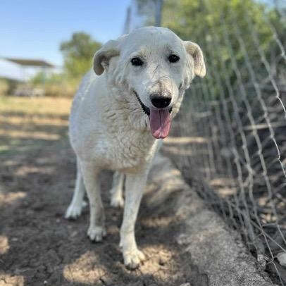 Siren, an adoptable mixed breed in Charlotte, NC image 5/6