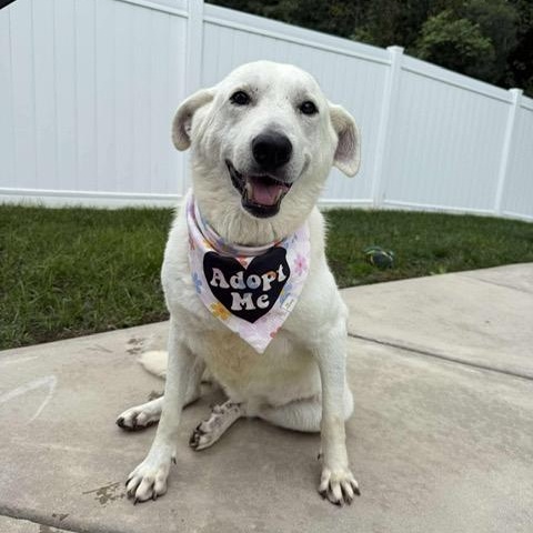 Siren, adoptable, Adult Female Yellow Labrador Retriever.