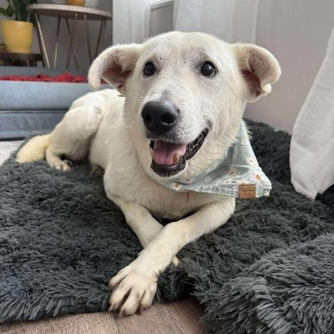 Siren, an adoptable mixed breed in Charlotte, NC image 6/6