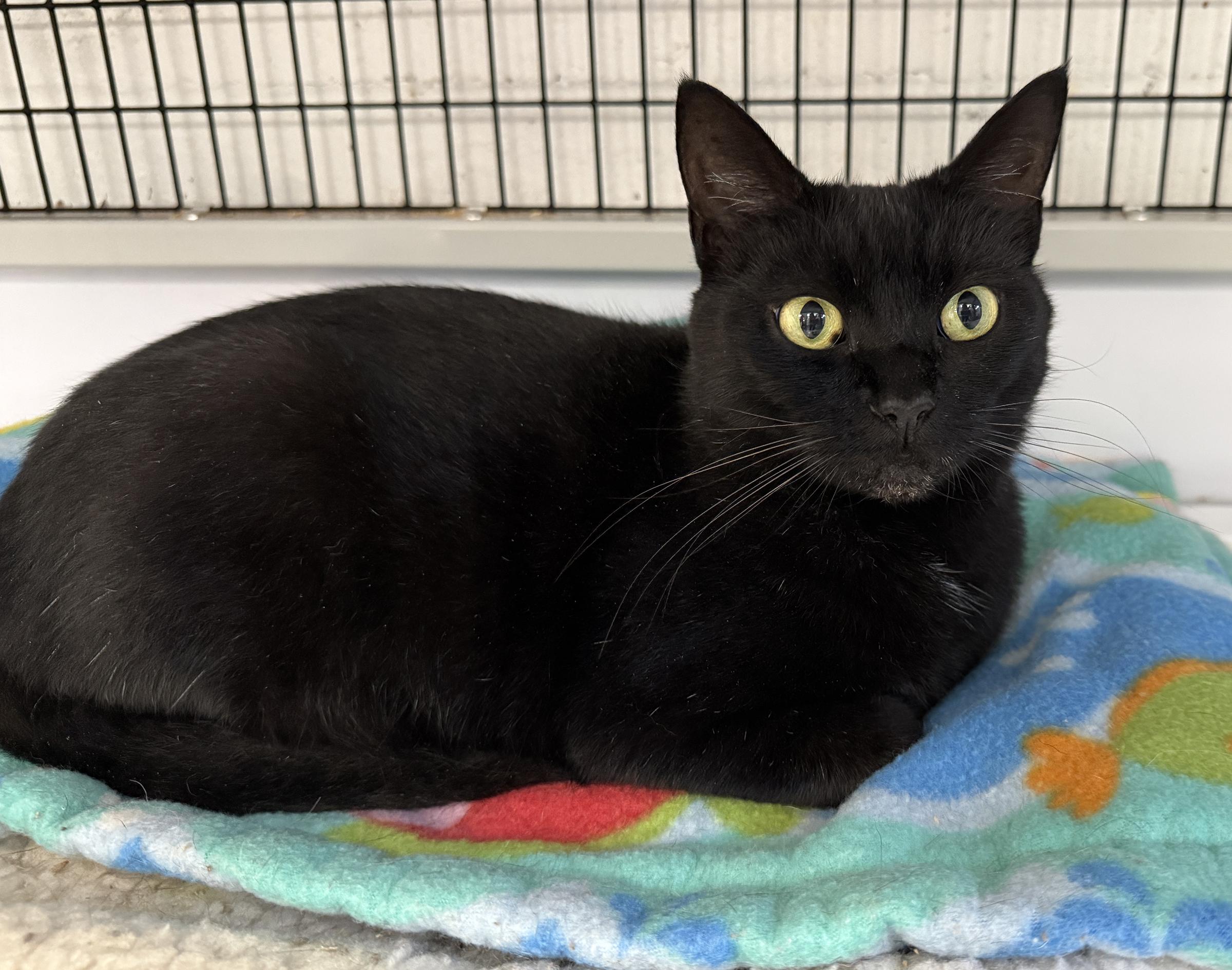 Enlarge LOCAL CAT, Glinda The Good, a Adoption Pending mixed breed in Clayville, RI image 6/6
