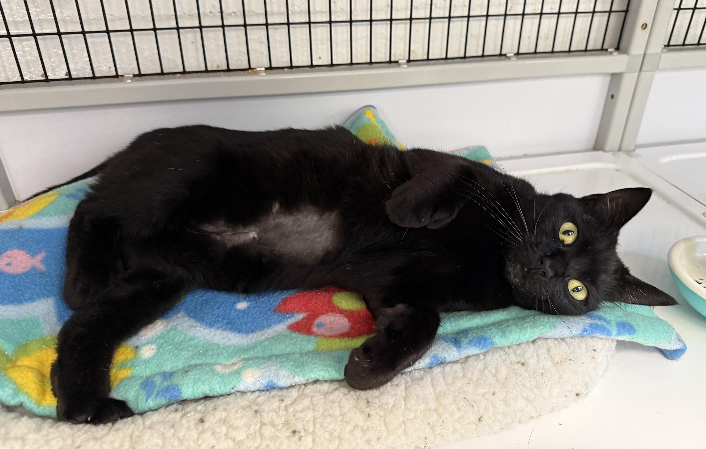 Enlarge LOCAL CAT, Glinda The Good, a Adoption Pending mixed breed in Clayville, RI image 3/6