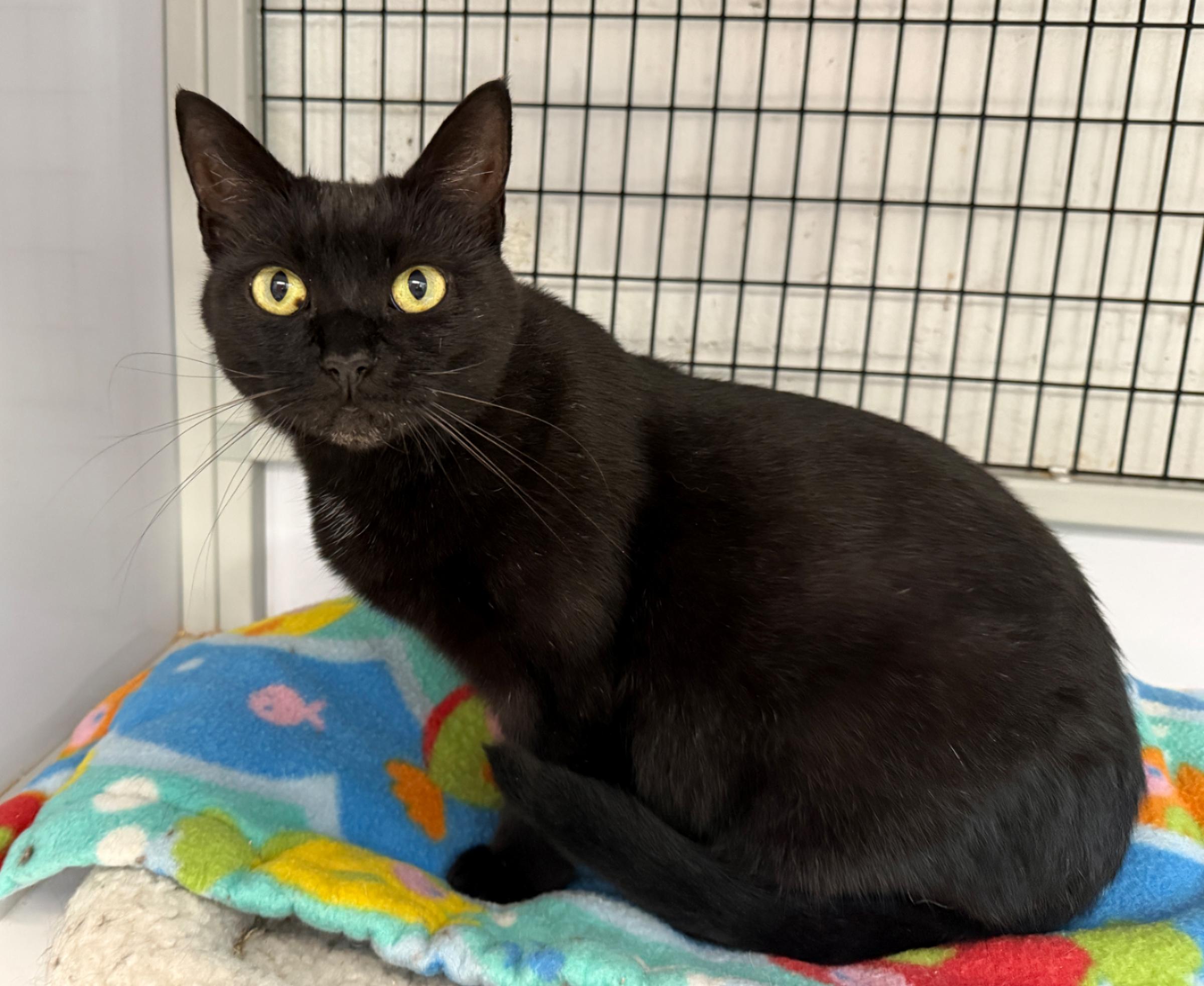 Enlarge LOCAL CAT, Glinda The Good, a Adoption Pending mixed breed in Clayville, RI image 2/6