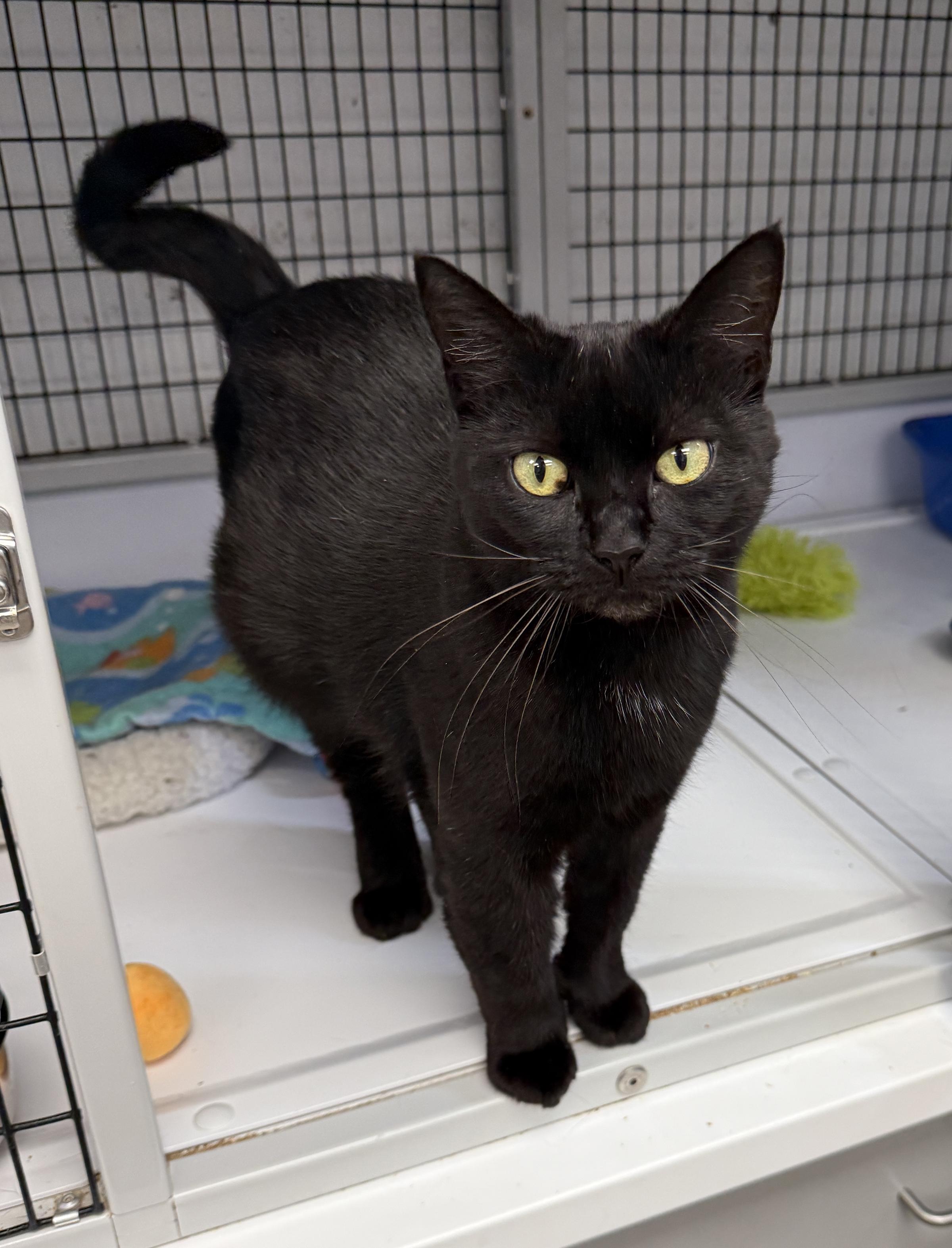 Enlarge LOCAL CAT, Glinda The Good, a Adoption Pending mixed breed in Clayville, RI image 5/6