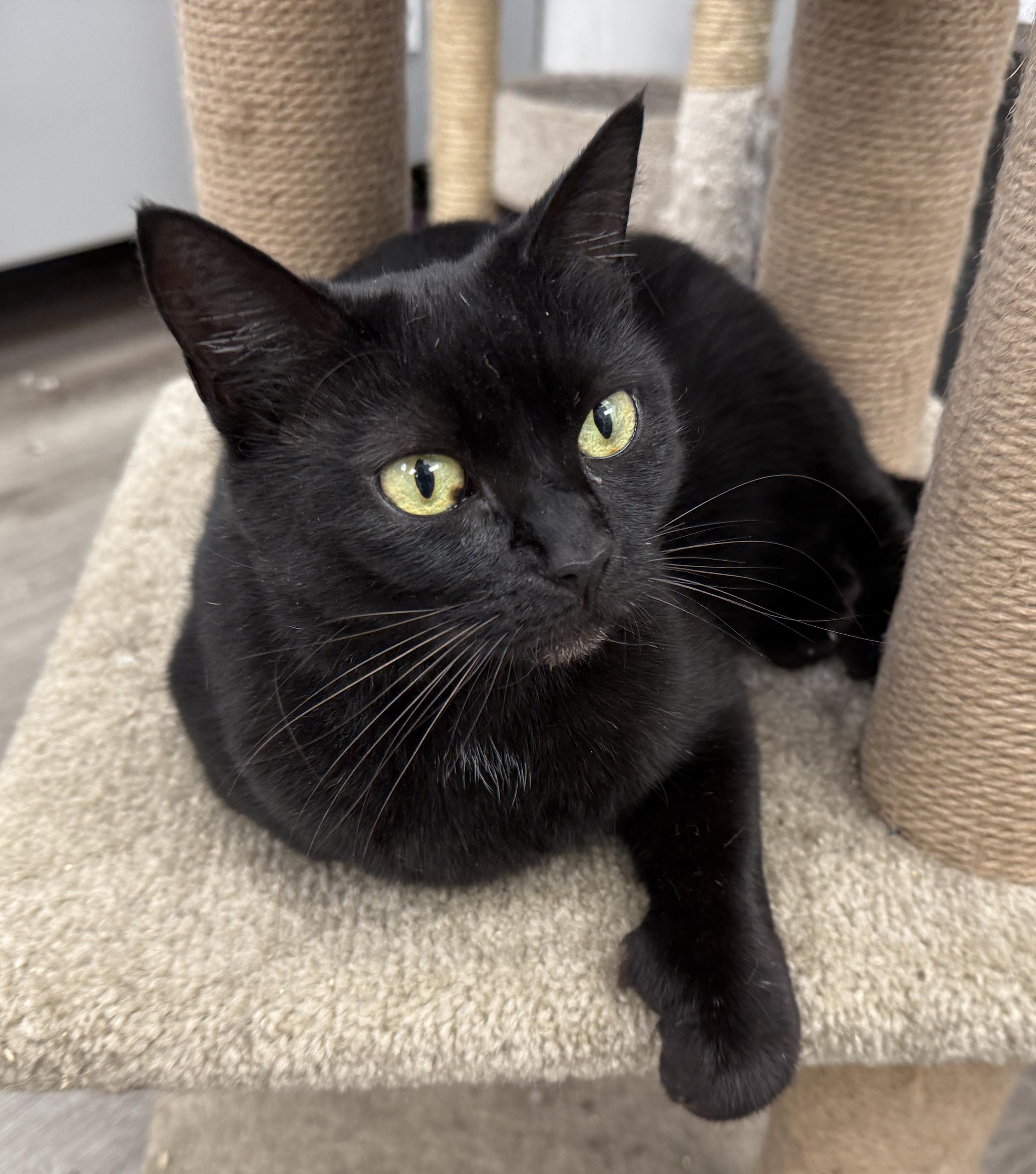 Enlarge LOCAL CAT, Glinda The Good, a Adoption Pending mixed breed in Clayville, RI image 4/6