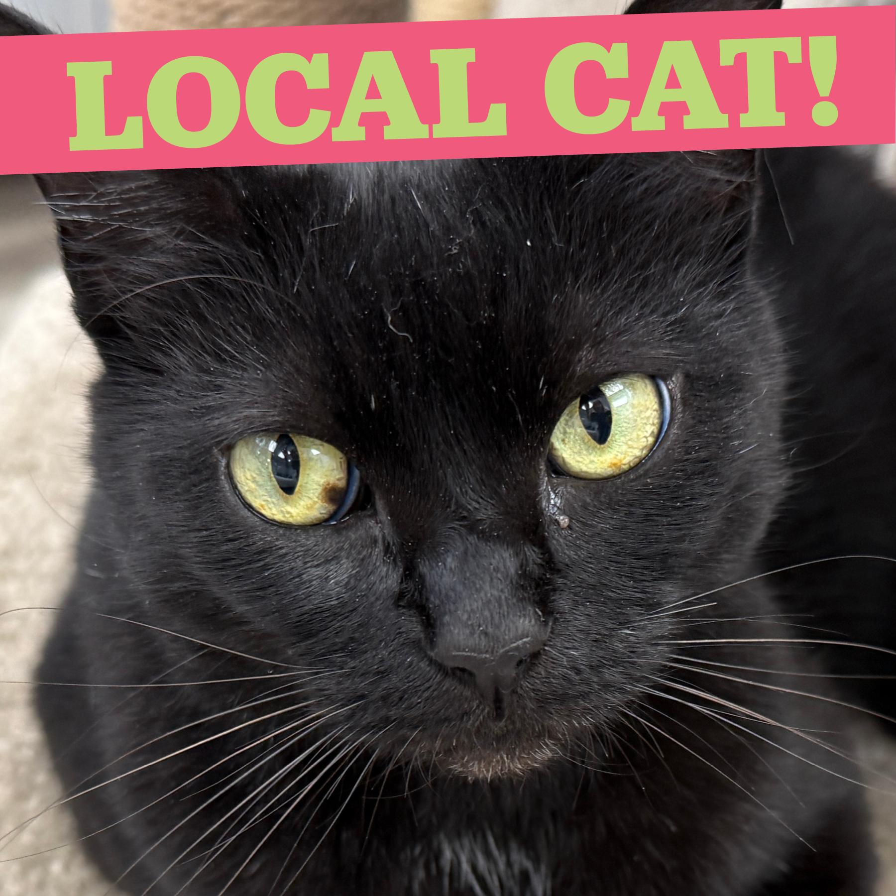 Enlarge LOCAL CAT, Glinda The Good, a Adoption Pending mixed breed in Clayville, RI image 1/6