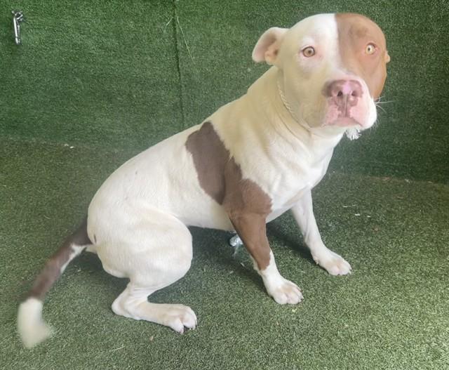 Enlarge GINGER, a Adoptable Staffordshire Bull Terrier in Lancaster, CA image 1/1