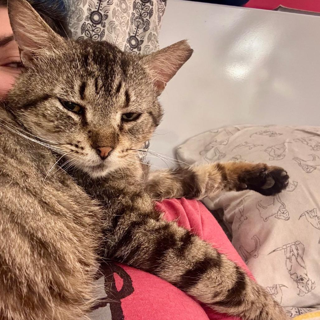 Alan, Adoptable, Adult Male Domestic Short Hair.